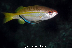 cleaning time, big eyed snapper and cleaner wrasse. by Simon Gardener 